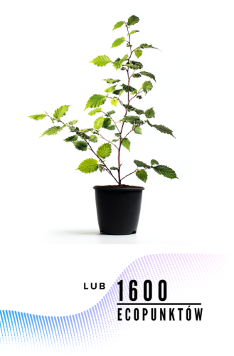 Przejdź do produktu Posadźmy grab