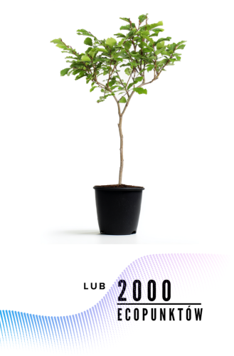 Przejdź do produktu Posadźmy buk