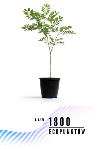 Przejdź do produktu Posadźmy jarząb