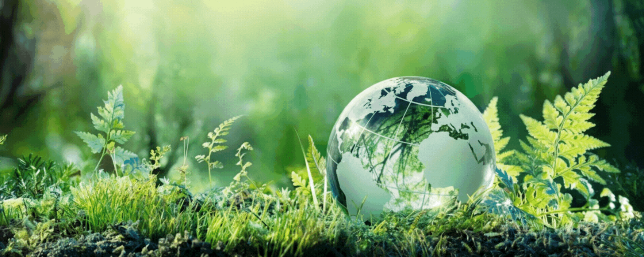 Naturalny wybór - ecovivo.